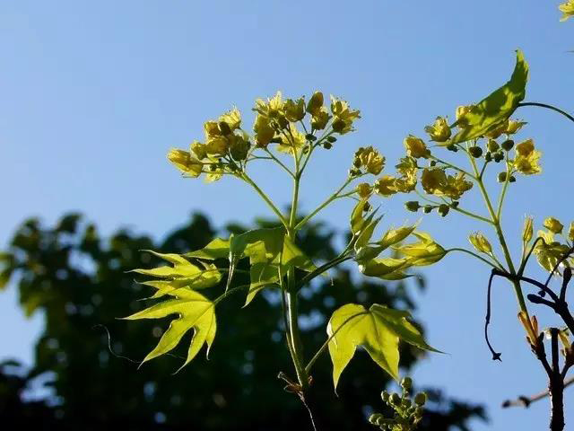 昆明海之靈生物科技開發(fā)有限公司
