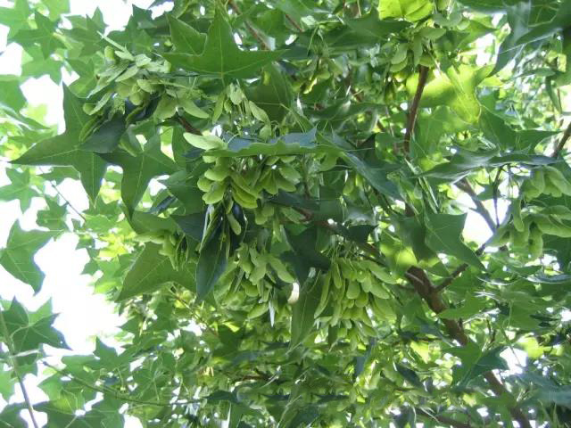 昆明海之靈生物科技開發(fā)有限公司