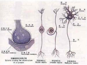 昆明海之靈生物科技開(kāi)發(fā)有限公司